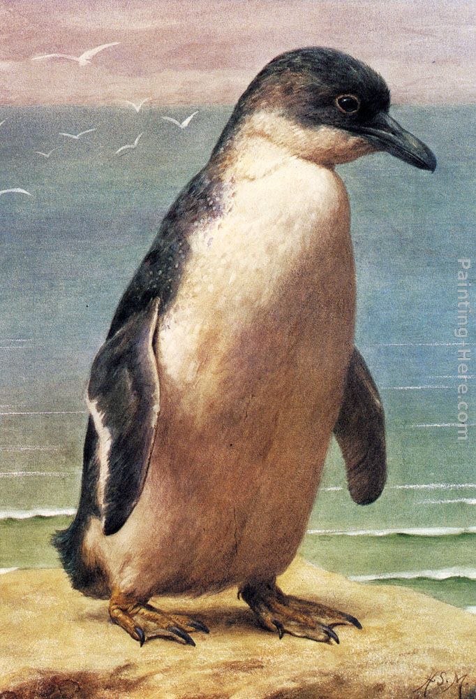 Study Of A Penguin painting - Henry Stacy Marks Study Of A Penguin art painting